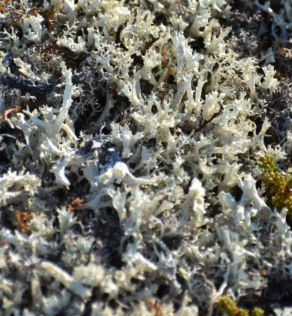 Fishnet Cladonia, photo 2 of 5