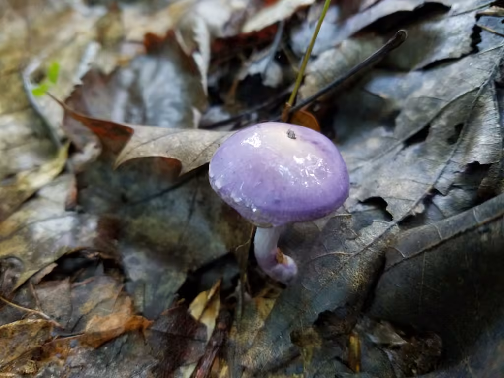 Viscid Violet Cort, photo 3 of 5
