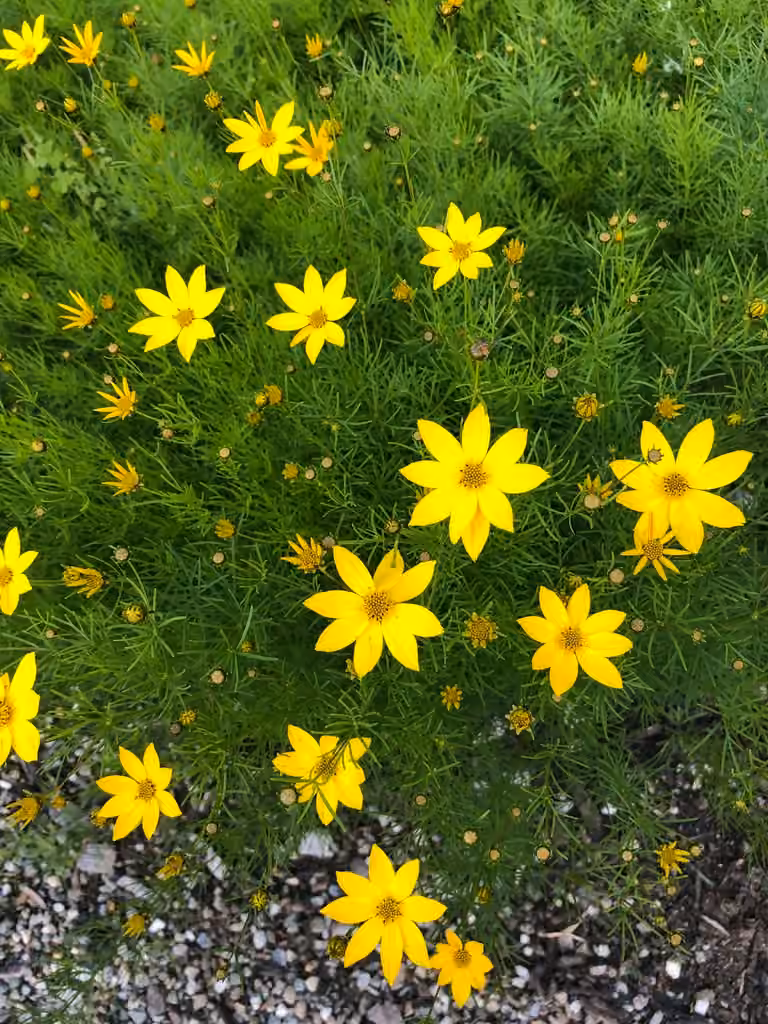 Whorled tickseed