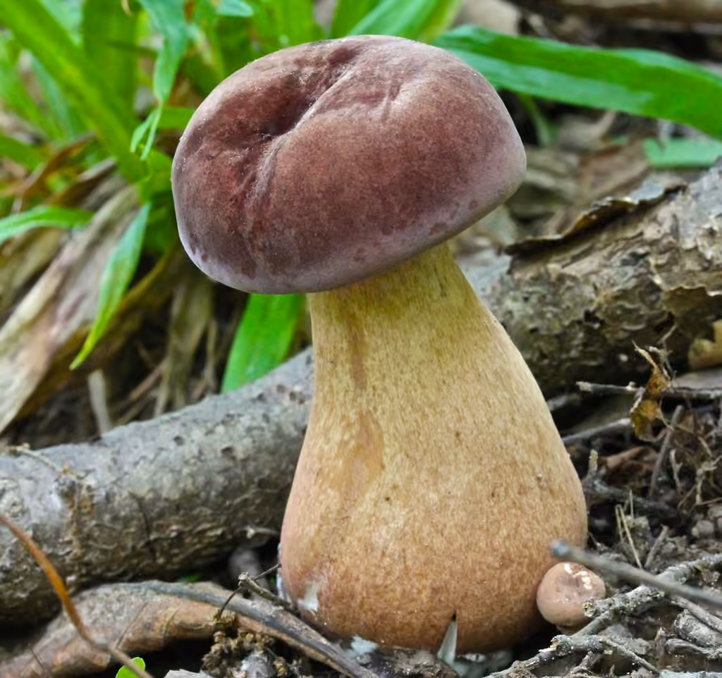 Reddish brown bitter bolete, photo 1 of 5