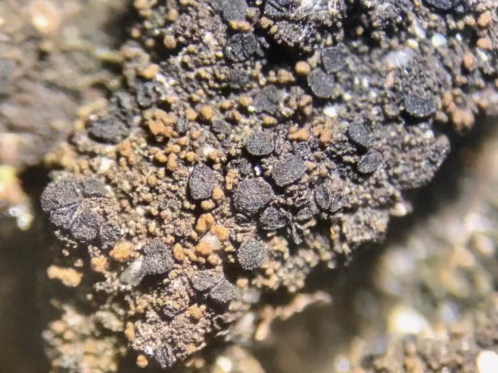 Placynthielle oligotrophe