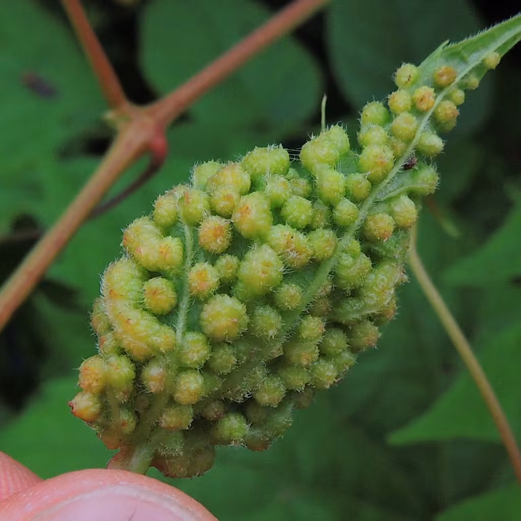 Phylloxera de la vigne, photo 3 sur 5