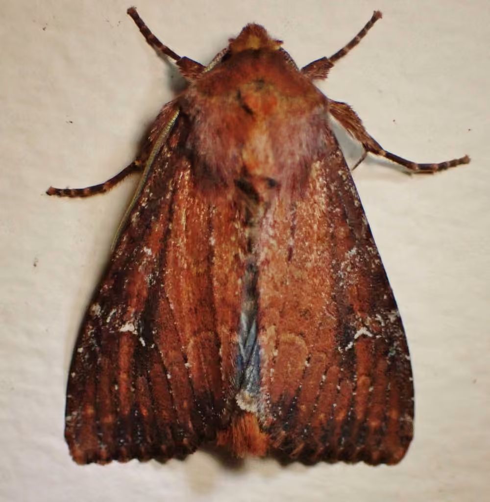 Faint-spotted Quaker, Adulte