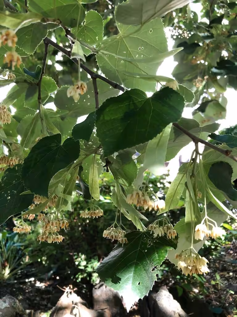 Silver Lime, In flower