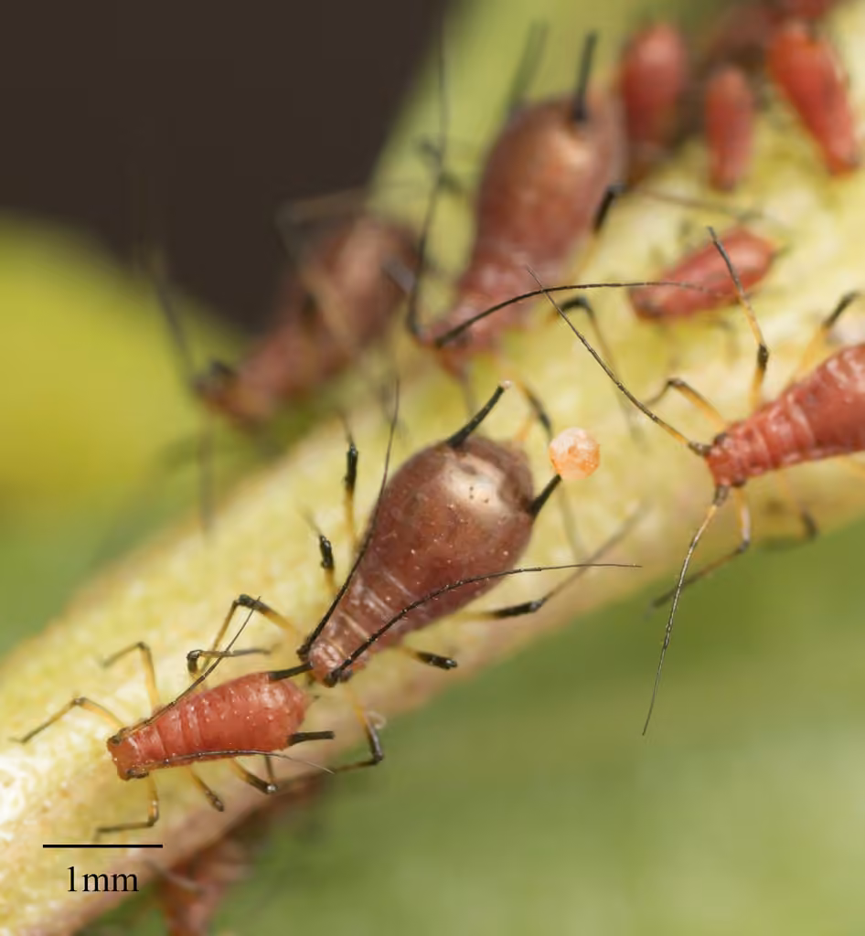 Brown Ambrosia Aphid, photo 3 of 5