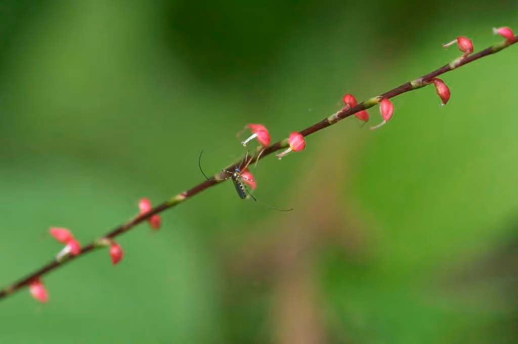 Asian jumpseed, photo 2 sur 5