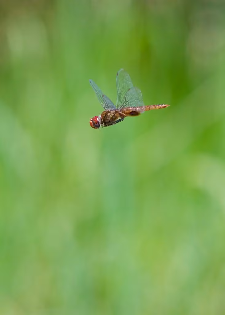 Spot-winged Glider, Male