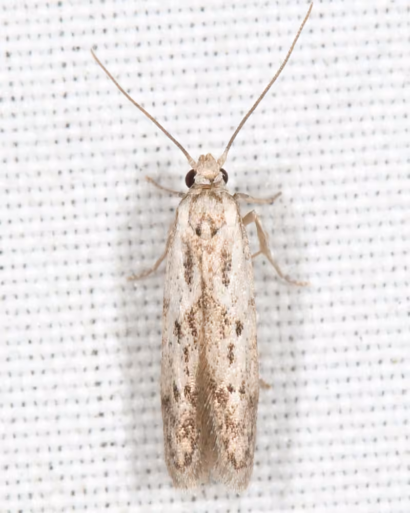 Hypatopa vestaliella