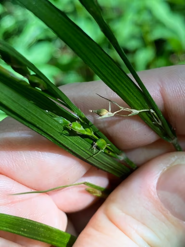 Carex de Hitchcock, En fruits