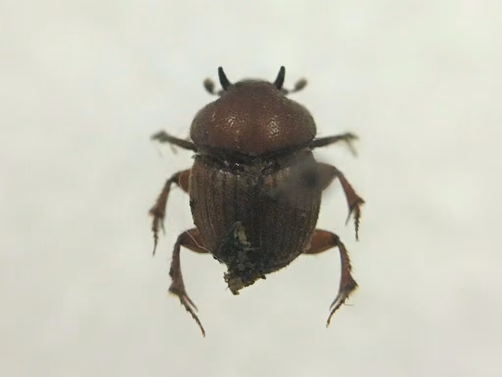 Lined Dung Beetle, photo 3 of 5