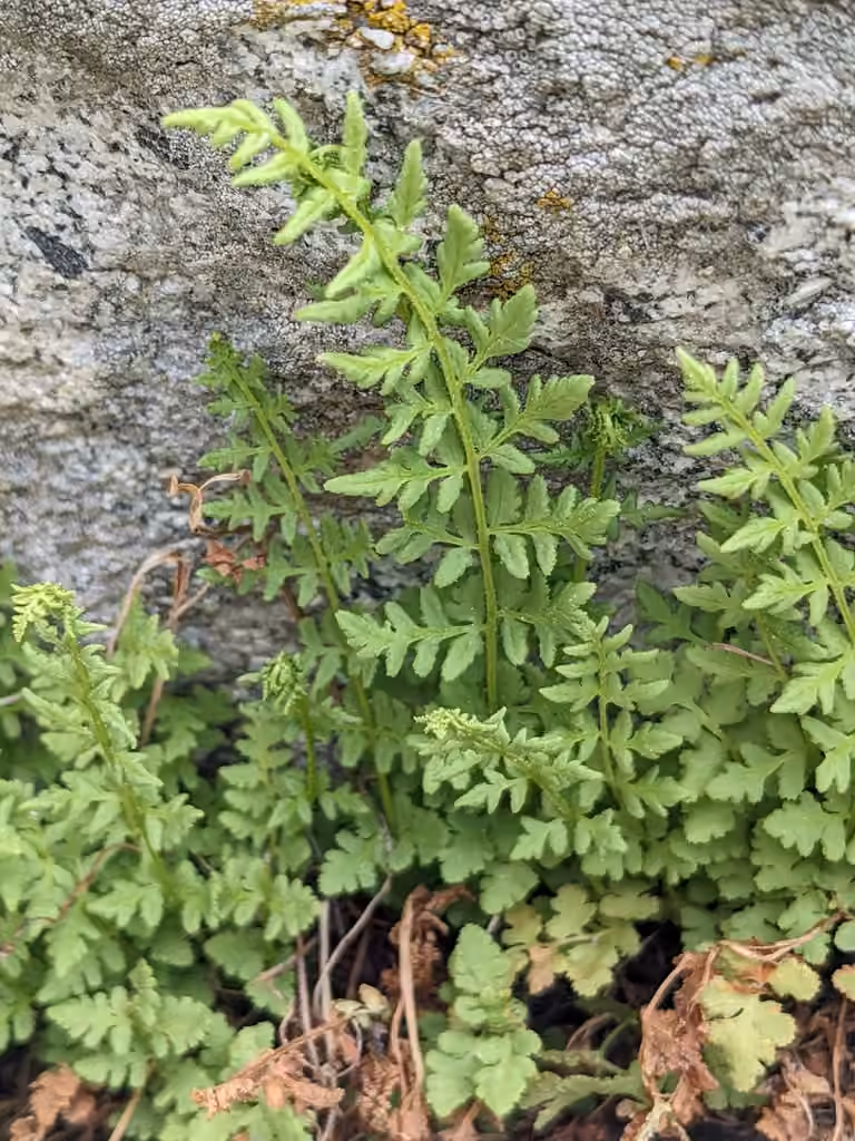 Oregon woodsia, photo 3 of 5