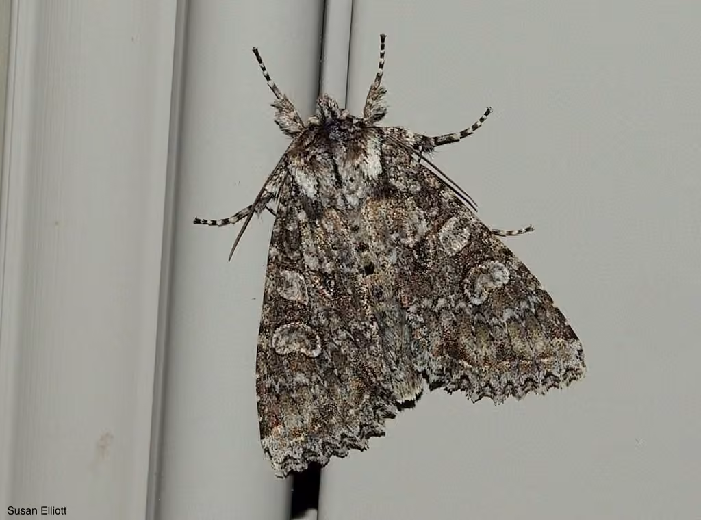 Cloudy Arches Moth, photo 1 of 5