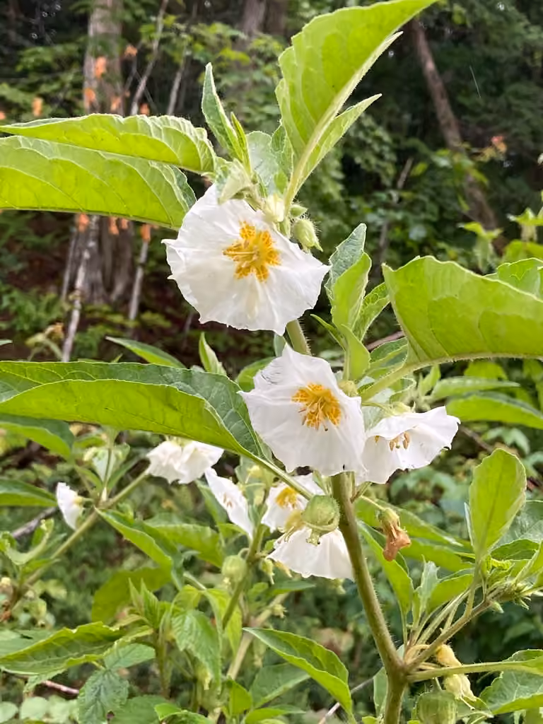 Coqueret à grandes fleurs, En fleurs