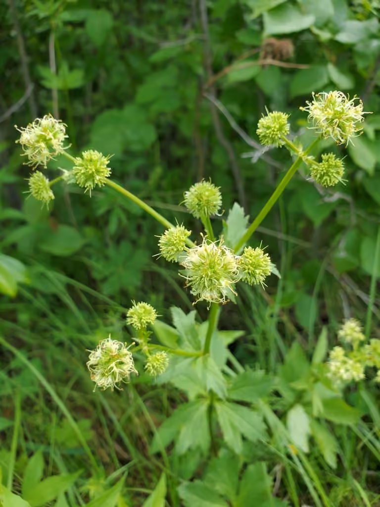 Maryland sanicle