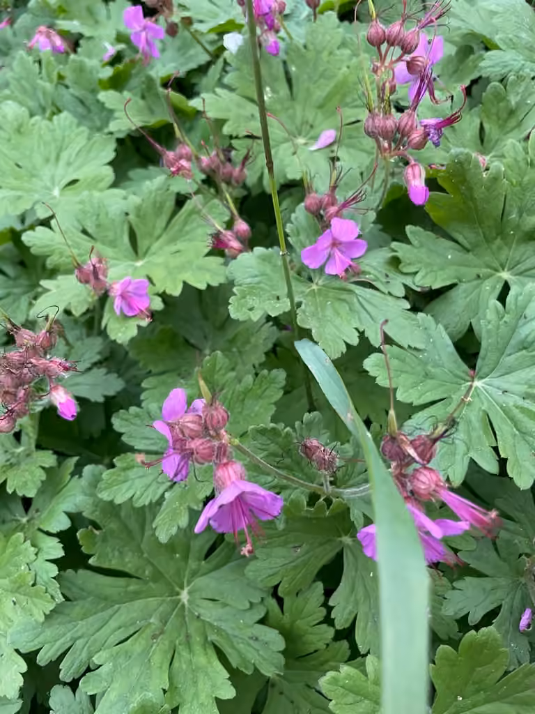 Geranium a gros rhizome, En fleurs