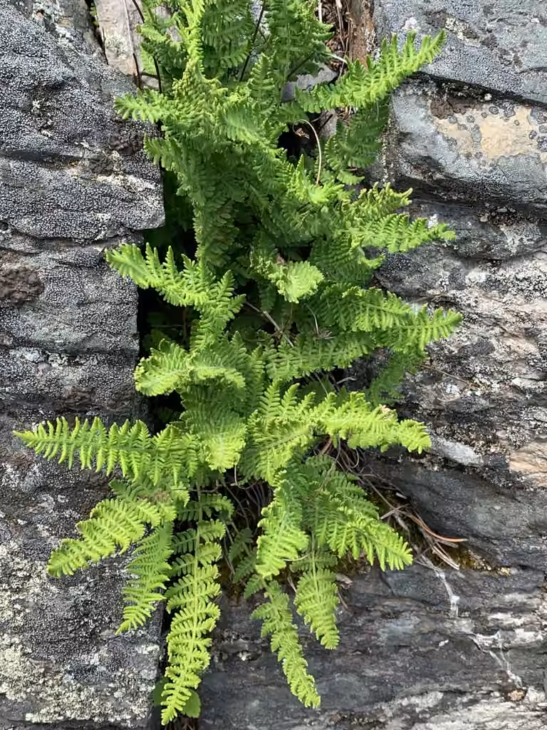 Woodsie des rochers, photo 2 sur 5