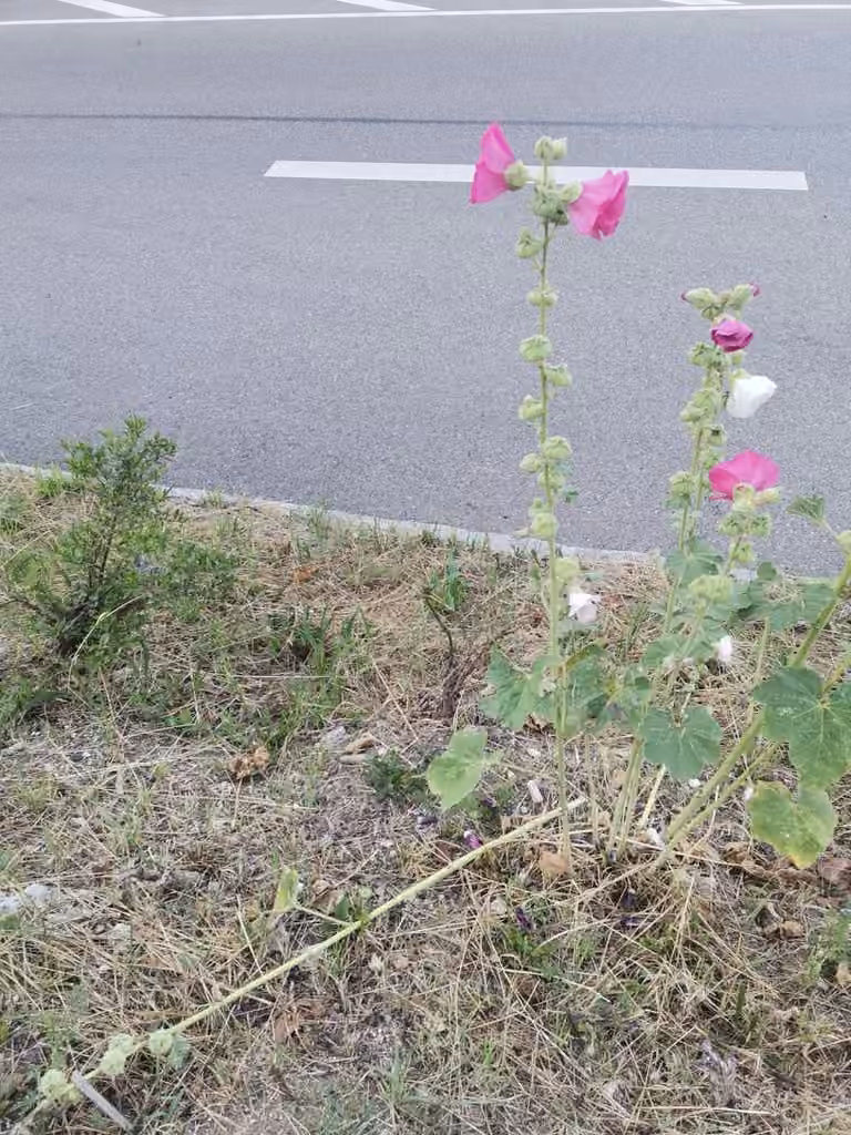 Hollyhock, In fruit