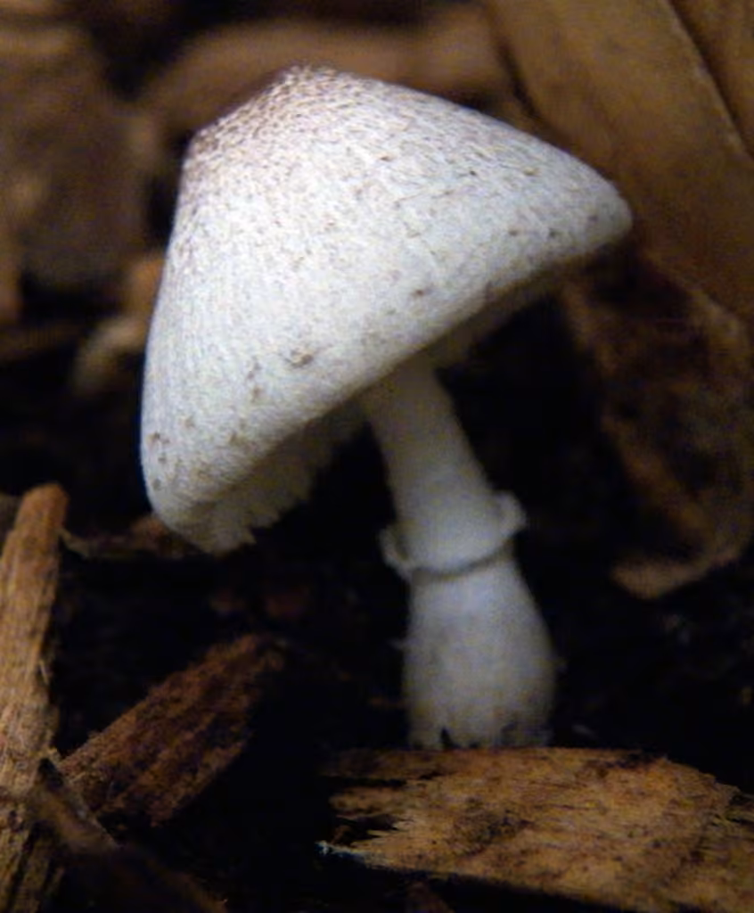 Leucocoprinus ianthinus, photo 1 sur 5