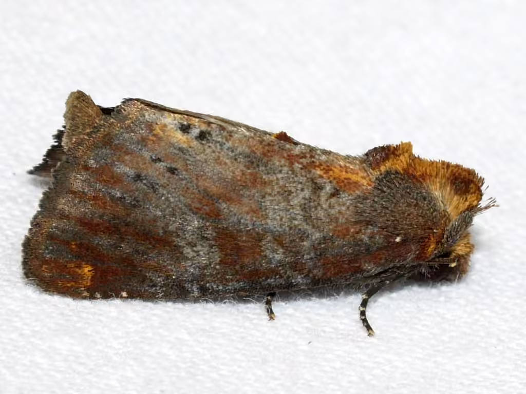 Elder Shoot Borer Moth, photo 1 sur 5