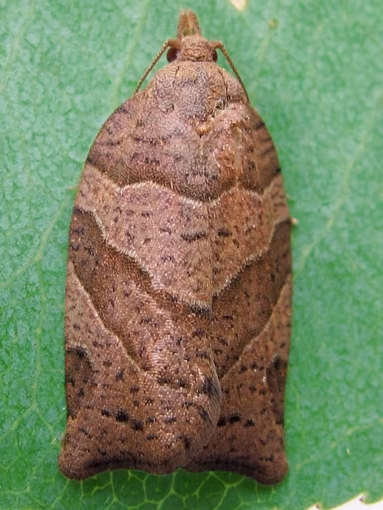 Woodgrain Leafroller Moth, photo 1 sur 5