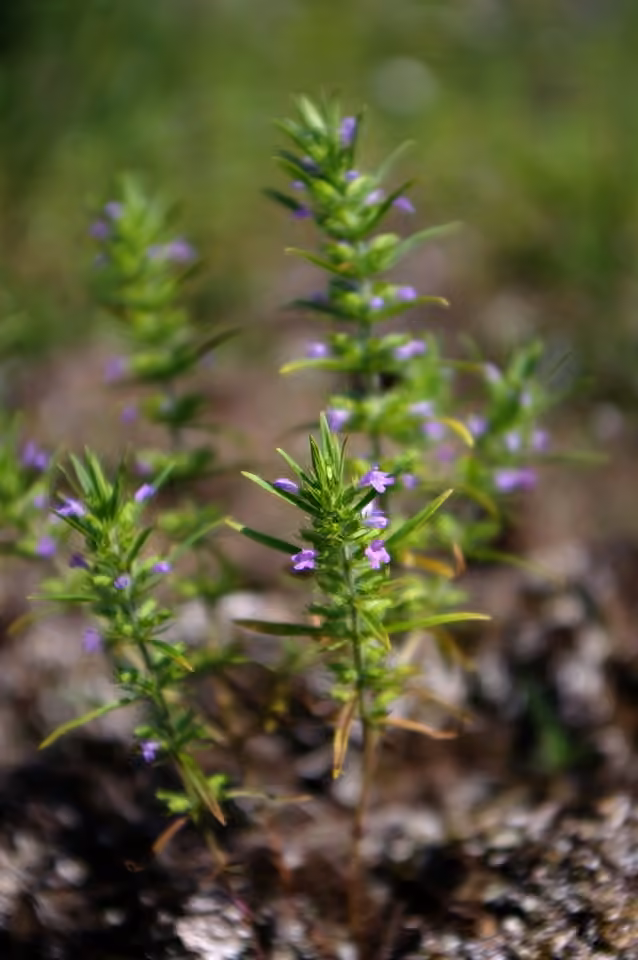 Rough false pennyroyal, In flower