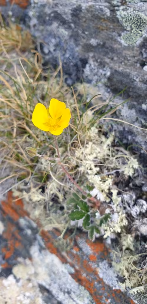 Potentille des neiges, En fleurs