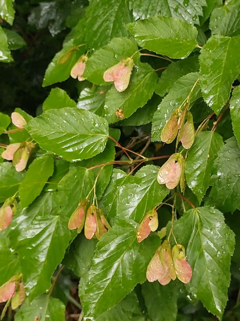 Tatarian maple, photo 1 of 5