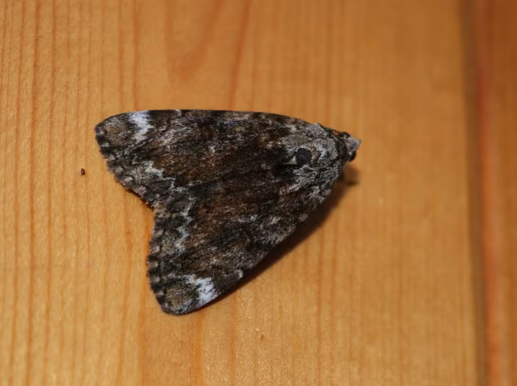 Little Underwing, photo 1 of 5
