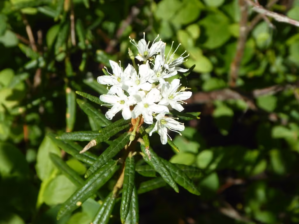 Petit thé du Labrador, En fleurs