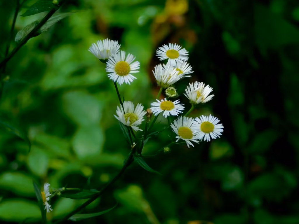 Eastern daisy fleabane, In fruit