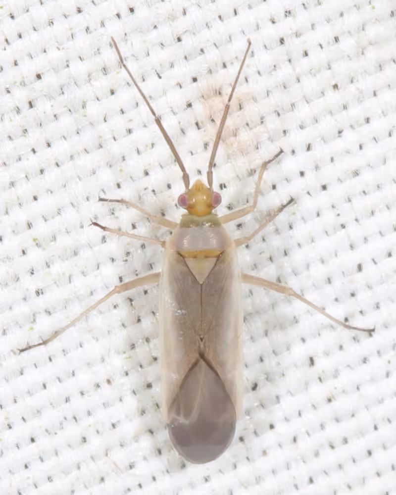 Plant bug, photo 3 sur 5