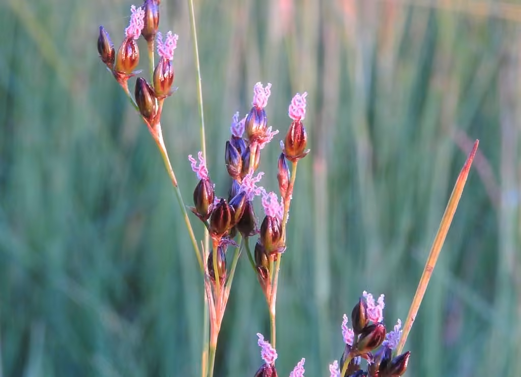Saltmarsh rush, In flower