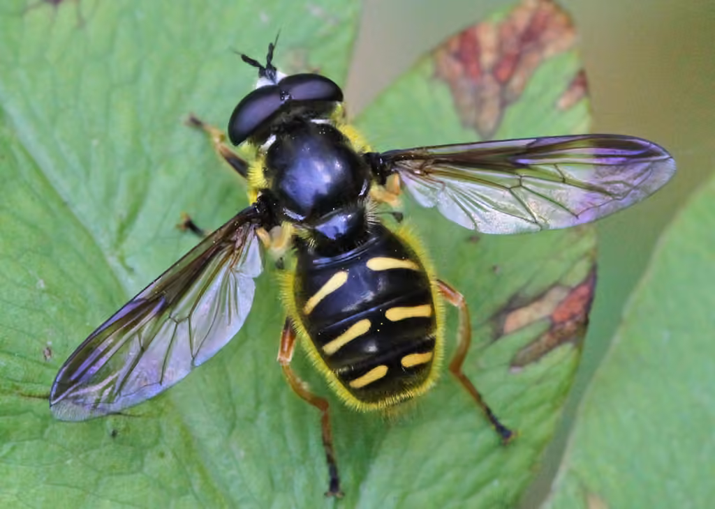 Oblique-banded Pond Fly