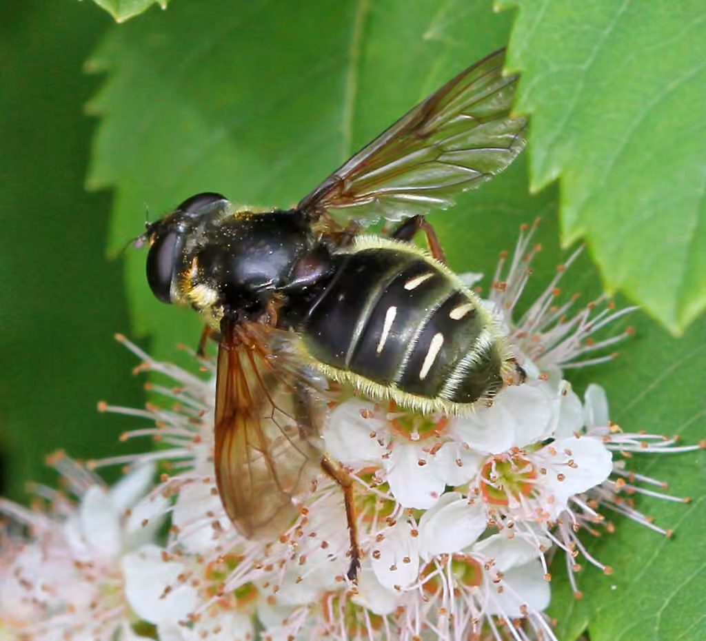 Narrow-banded Pond Fly