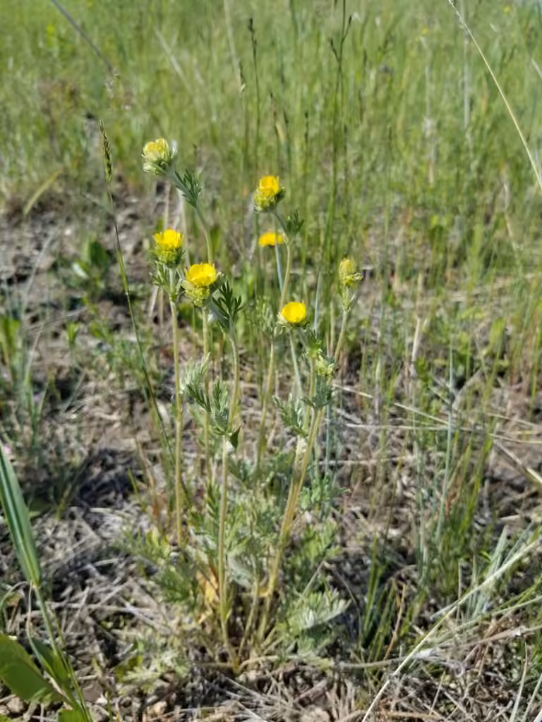Potentille bipinnatifide, En fleurs