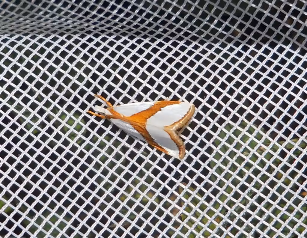 Straight-lined Vaxi Moth, Adulte