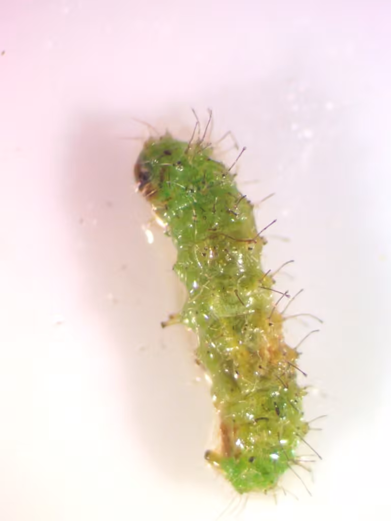 Lobed Plume Moth, Caterpillar