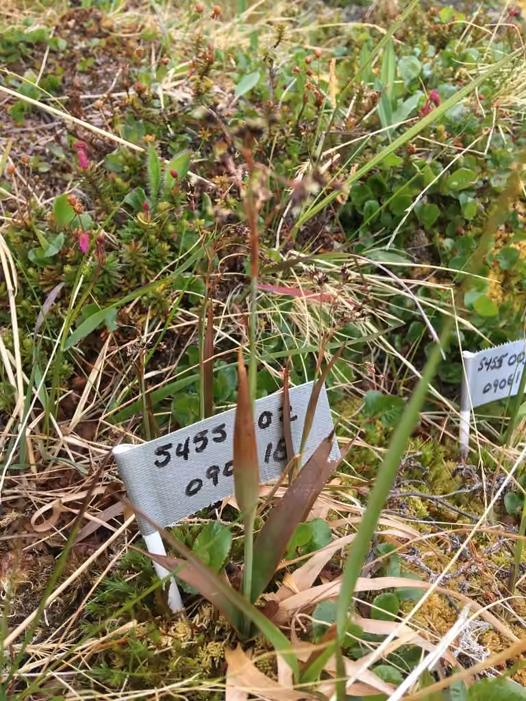 Wahlenberg's woodrush, In flower