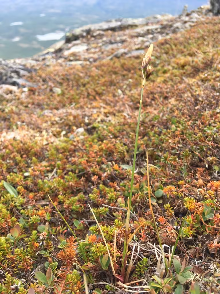 Hiérochloé des montagnes, En fleurs