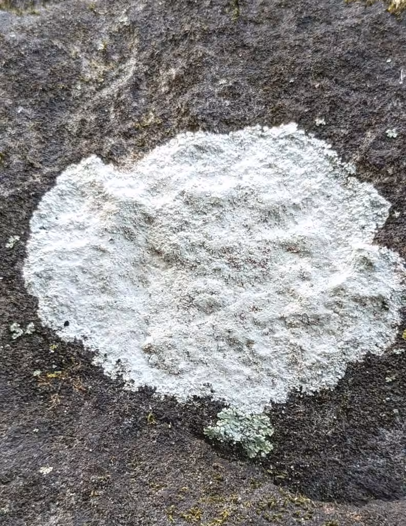 Eggshell Rock Blaze, photo 1 sur 5