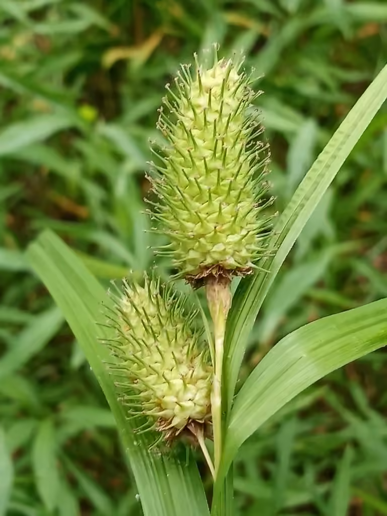 Carex massette, photo 1 sur 5