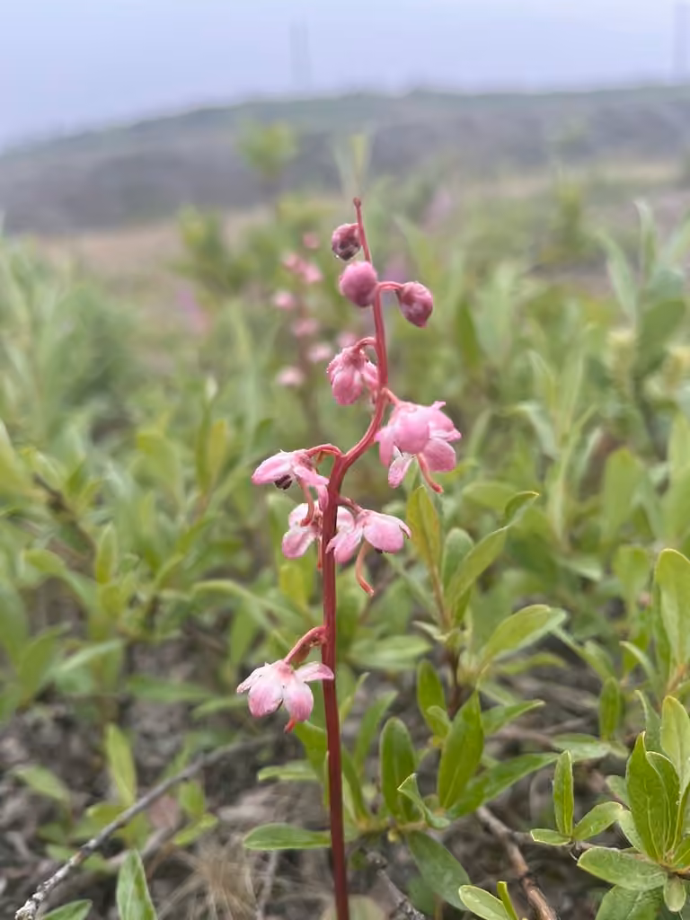 Bog wintergreen, In flower