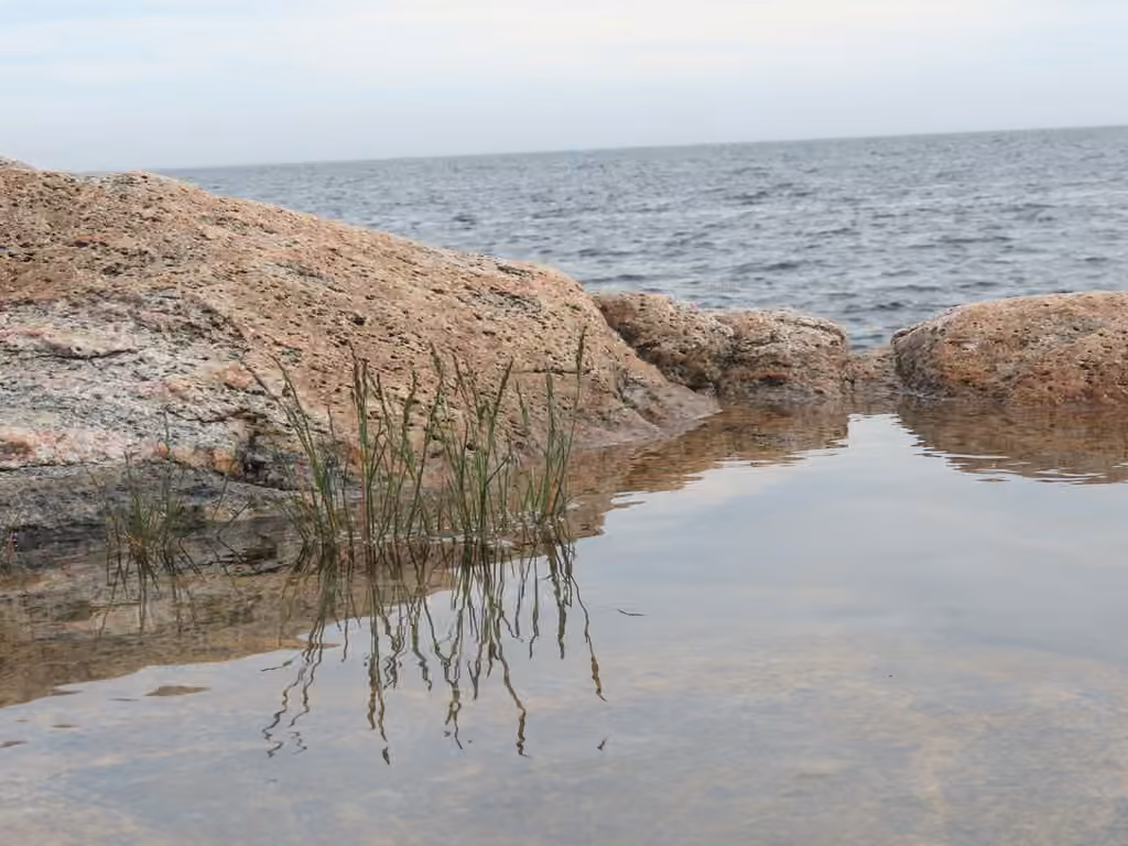 Common Salt-marsh-grass, photo 3 of 3
