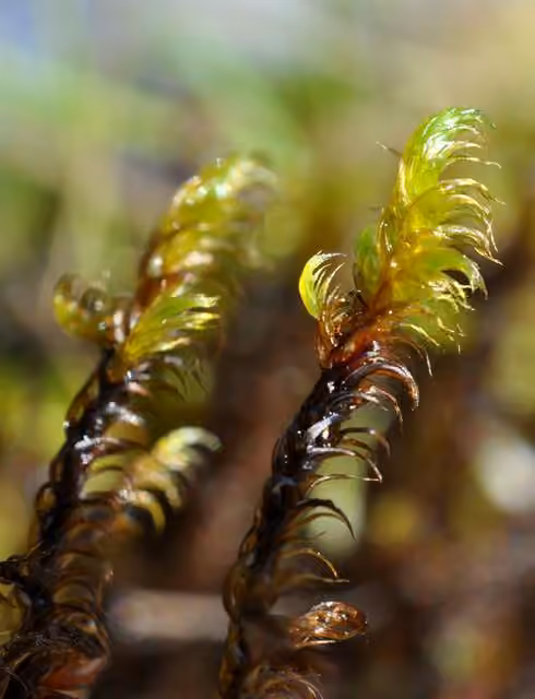 Ringless Hook-moss, photo 2 of 5