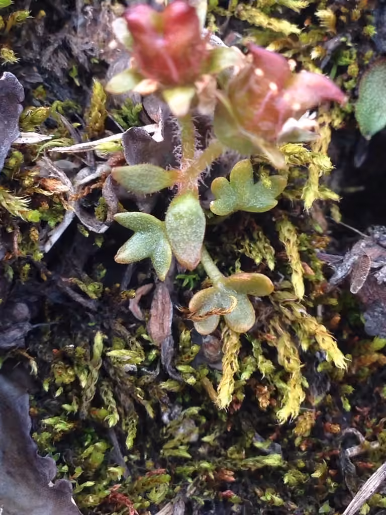 Saxifrage des ruisseaux, En fruits