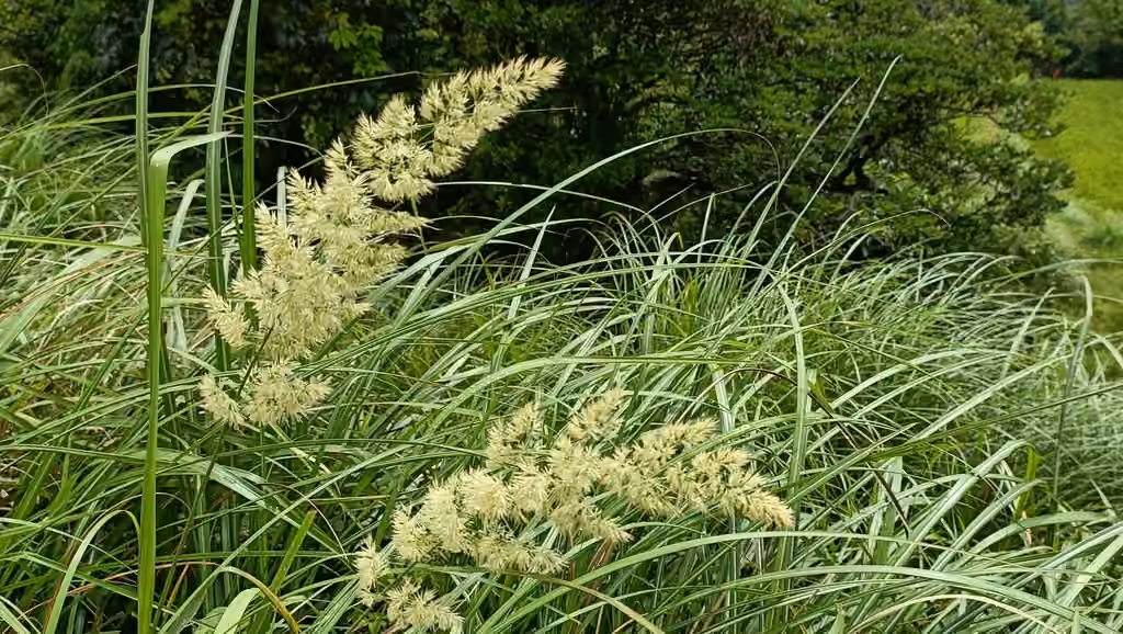 Feathertop, In flower