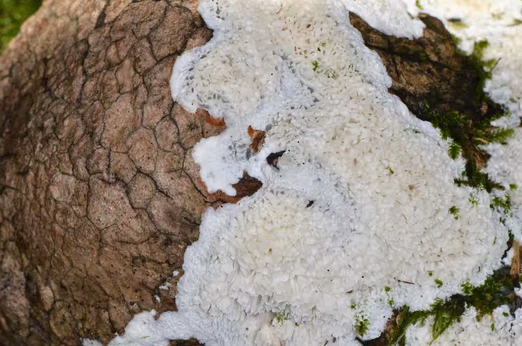 Frothy Porecrust, photo 3 sur 5