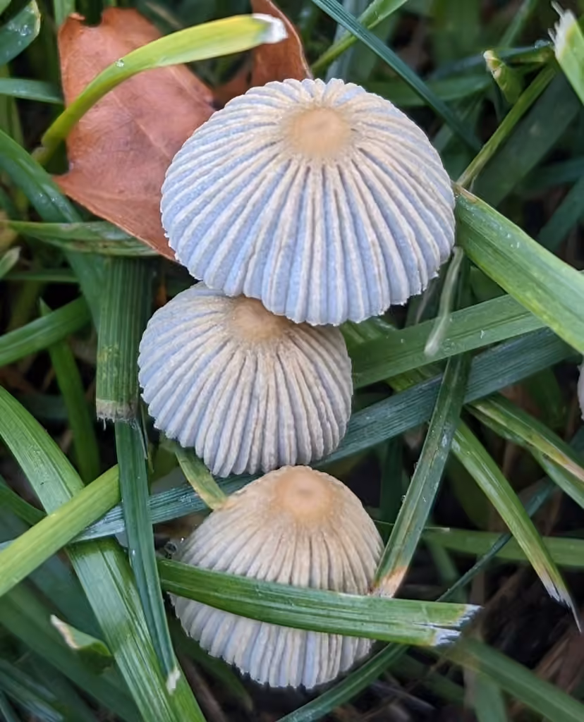 Pleated Inkcap, photo 1 of 5