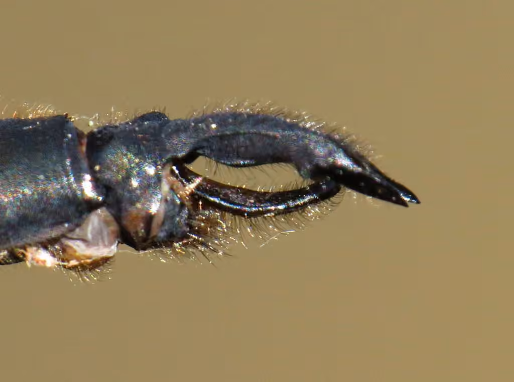 Cordulie Fourchue, Mâle
