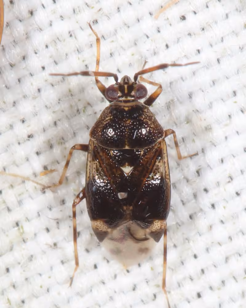 Deraeocoris nebulosus, photo 2 sur 5